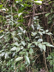 Ventilago