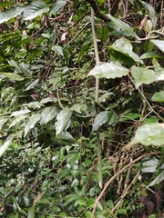Ventilago