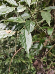 Ventilago