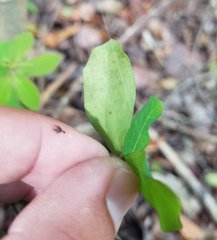 Eucosmophora pithecellobiae