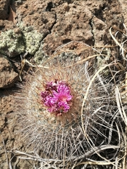 Echinofossulocactus ochoterenaus