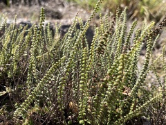 Cheilanthes micropteris
