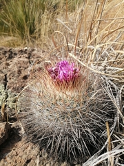 Echinofossulocactus ochoterenaus