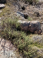 Cheilanthes micropteris