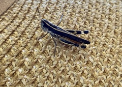 Macrotona securiformis