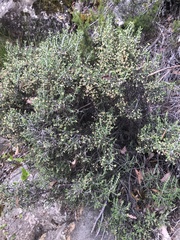 Ozothamnus scutellifolius