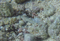 Coryphopterus glaucofraenum