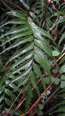 Asplenium serra