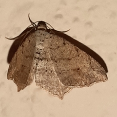 Psamatodes pernicata