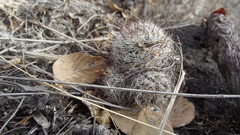 Mammillaria mathildae