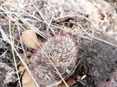 Mammillaria mathildae