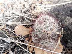 Mammillaria mathildae