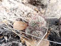Mammillaria mathildae