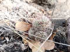 Mammillaria mathildae