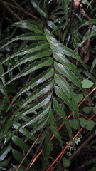 Asplenium serra