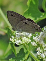 Stegosatyrus periphas