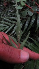 Asplenium serra