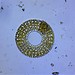 Meridion circulare - Photo (c) John J Lisowski, algunos derechos reservados (CC BY-NC), subido por John J Lisowski