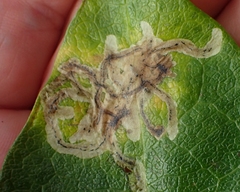 Phytomyza lonicerae