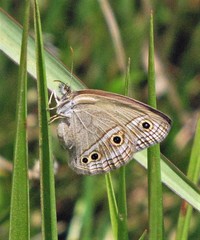 Stegosatyrus periphas