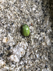 Stethaspis suturalis