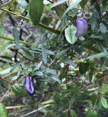 Billardiera longiflora