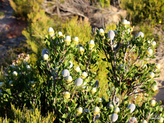 Isopogon trilobus