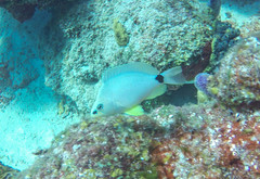 Hypoplectrus unicolor