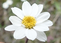 Chrysanthemum integrifolium