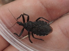 Apiomerus longispinis