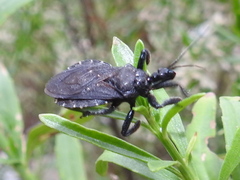 Apiomerus longispinis