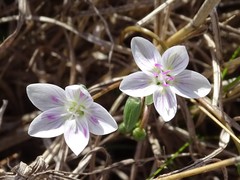 Claytonia virginica