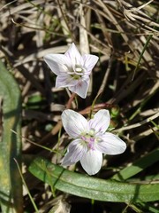 Claytonia virginica