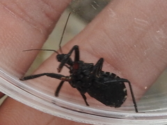 Apiomerus longispinis