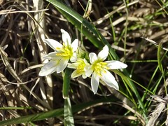 Nothoscordum bivalve