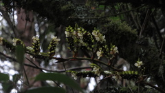 Racinaea riocreuxii