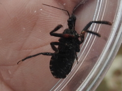 Apiomerus longispinis