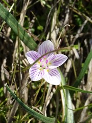 Claytonia virginica