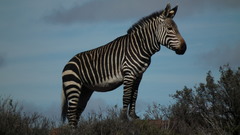 Equus zebra zebra