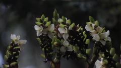 Racinaea riocreuxii