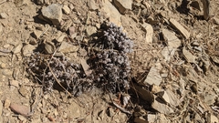 Eriogonum kennedyi