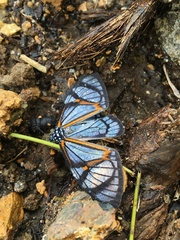 Hypocrita phanoptoides