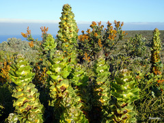 Hakea victoria