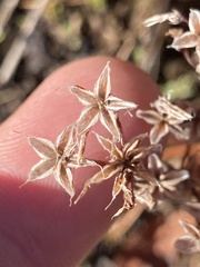 Sedum stenopetalum