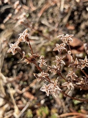 Sedum stenopetalum