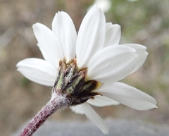 Chrysanthemum integrifolium