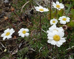 Chrysanthemum integrifolium
