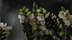 Racinaea riocreuxii
