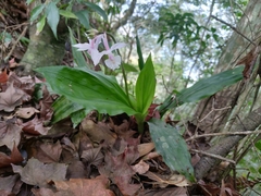 Calanthe arisanensis