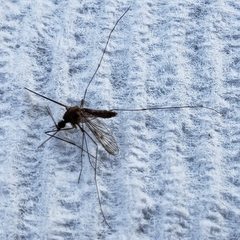 Anopheles freeborni